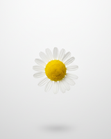 Camomile Flower on a white background