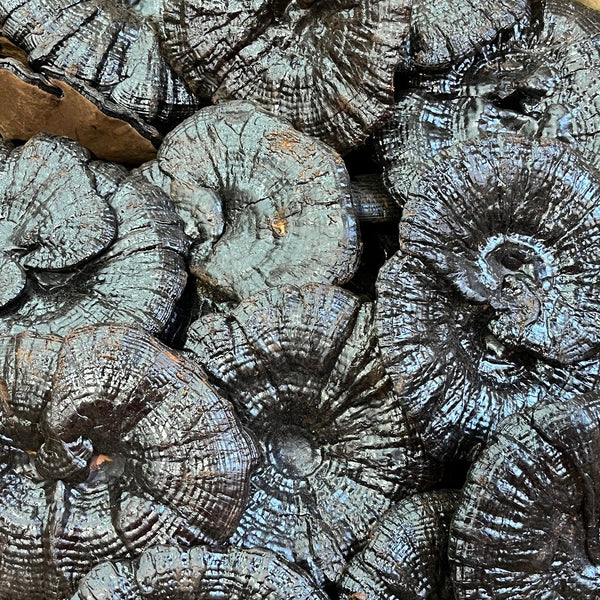 Functional Mushrooms: A TCM Secret for Thousands of Years