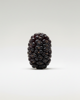 Single Mulberry Fruit on a white background