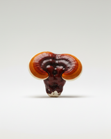 Brown shelf fungus on a white background